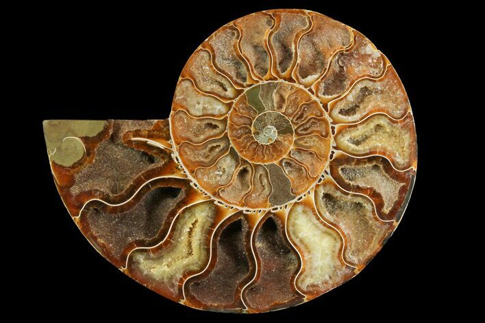 Cut & Polished Ammonite Fossil (Half) - Madagascar #157943